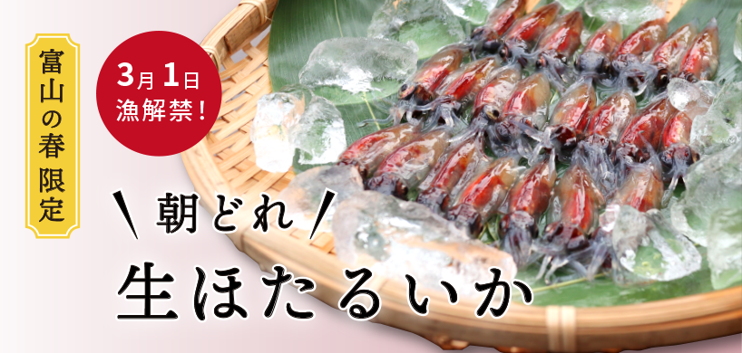 朝どれ 生ほたるいか