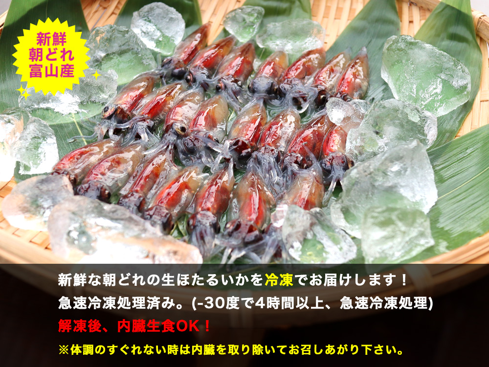 ほたるいか通販 生 朝どれ 通販