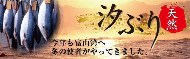 天然汐ぶり 今年も汐ぶりの季節がやってきました