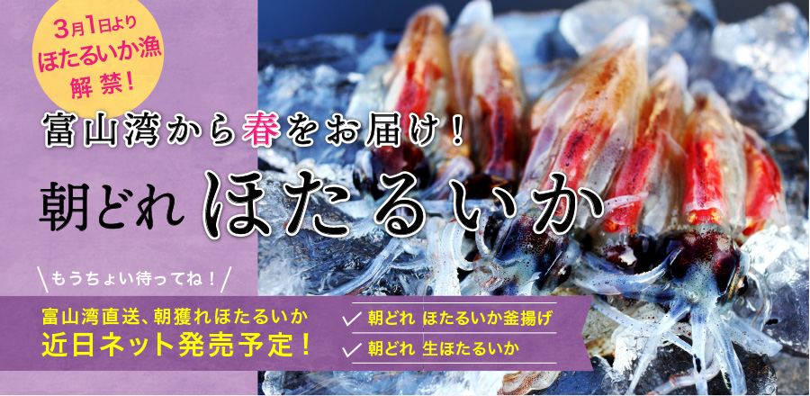 富山の干物 ほたるいか 白えび 汐ブリ通販 浜浦水産 んまいちゃ便 富山 魚津